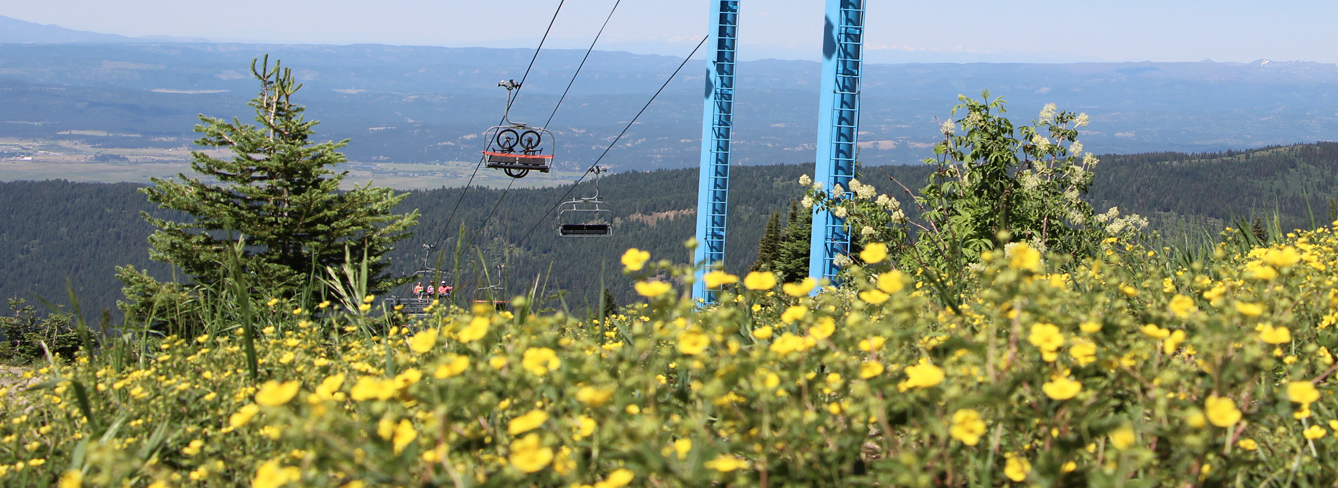 Wildflowers with Bluebird Lift Towers