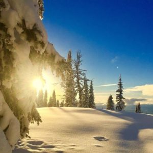 Sun shines on snow covered trees