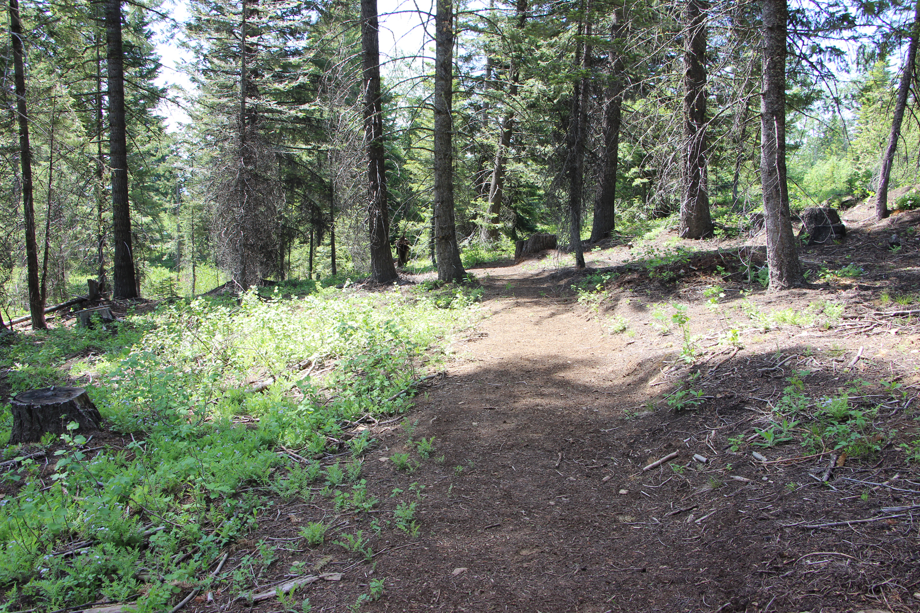 Nature Trail dirt path
