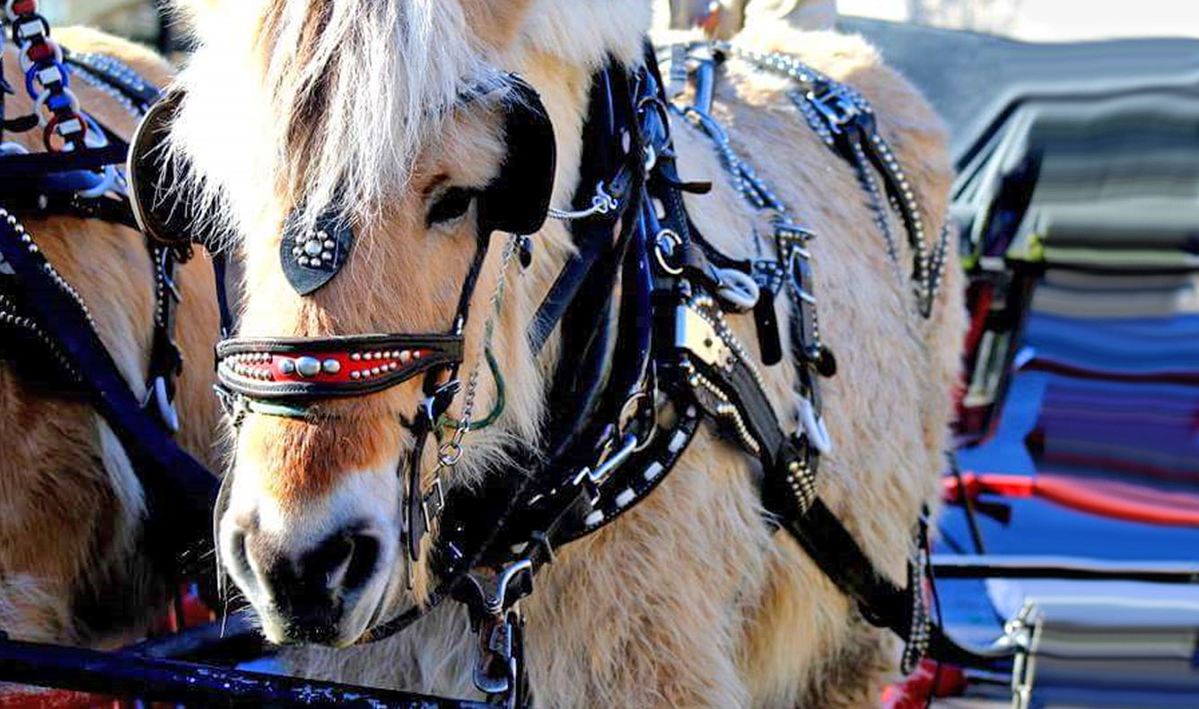 Horse