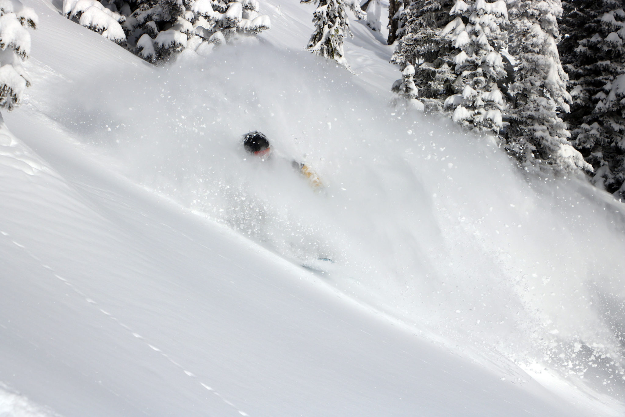 Powder skier in trees