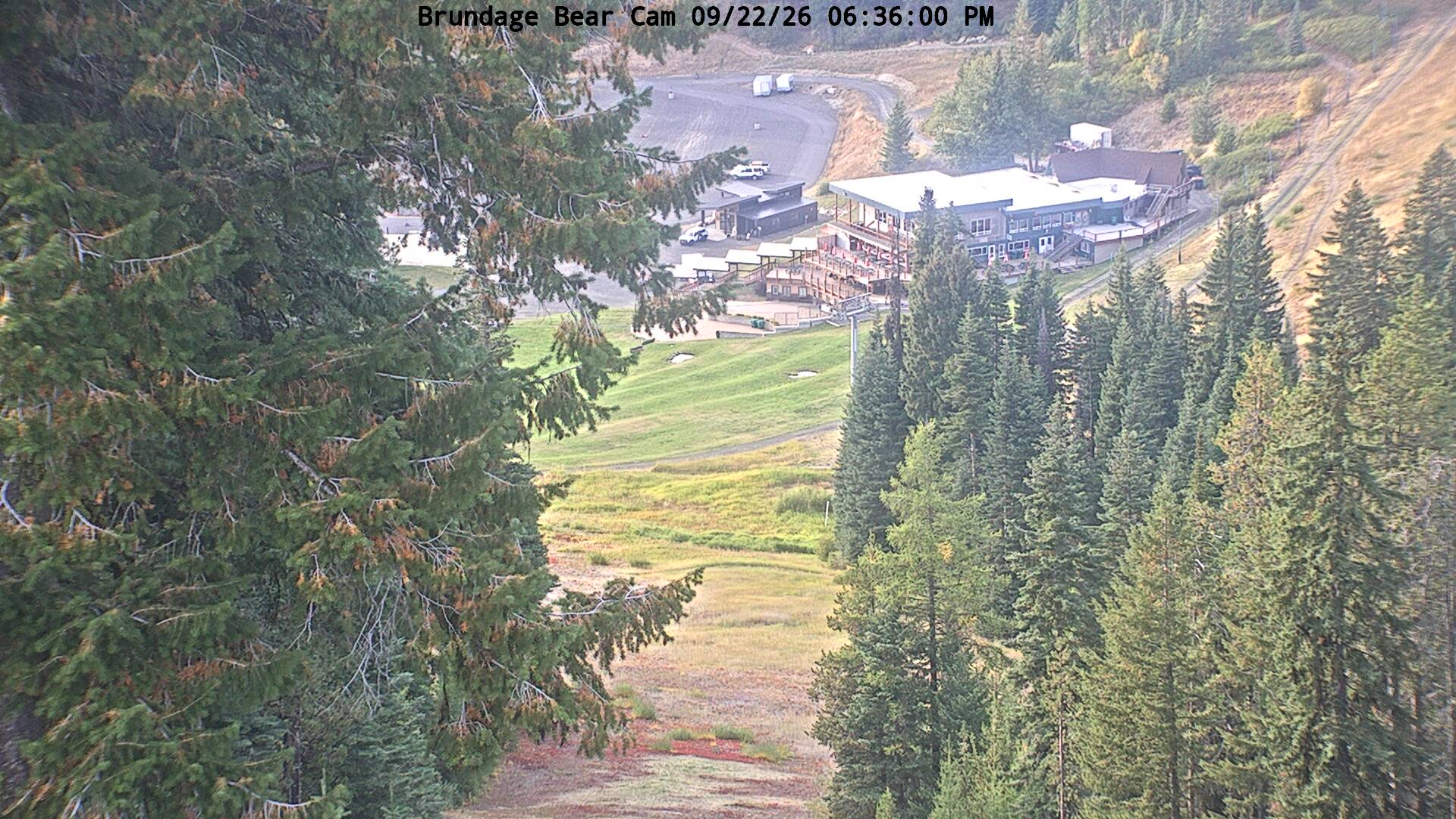 Bear Cam