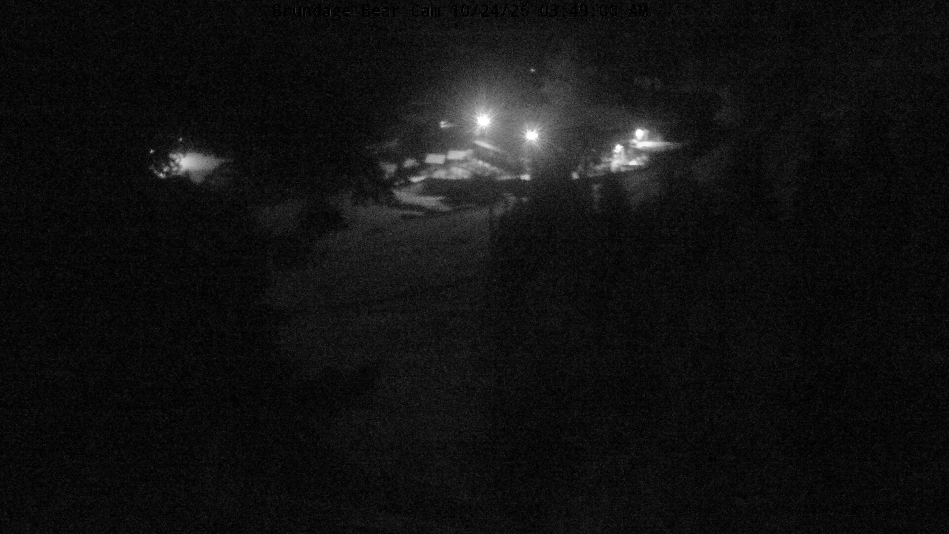 Bear Cam