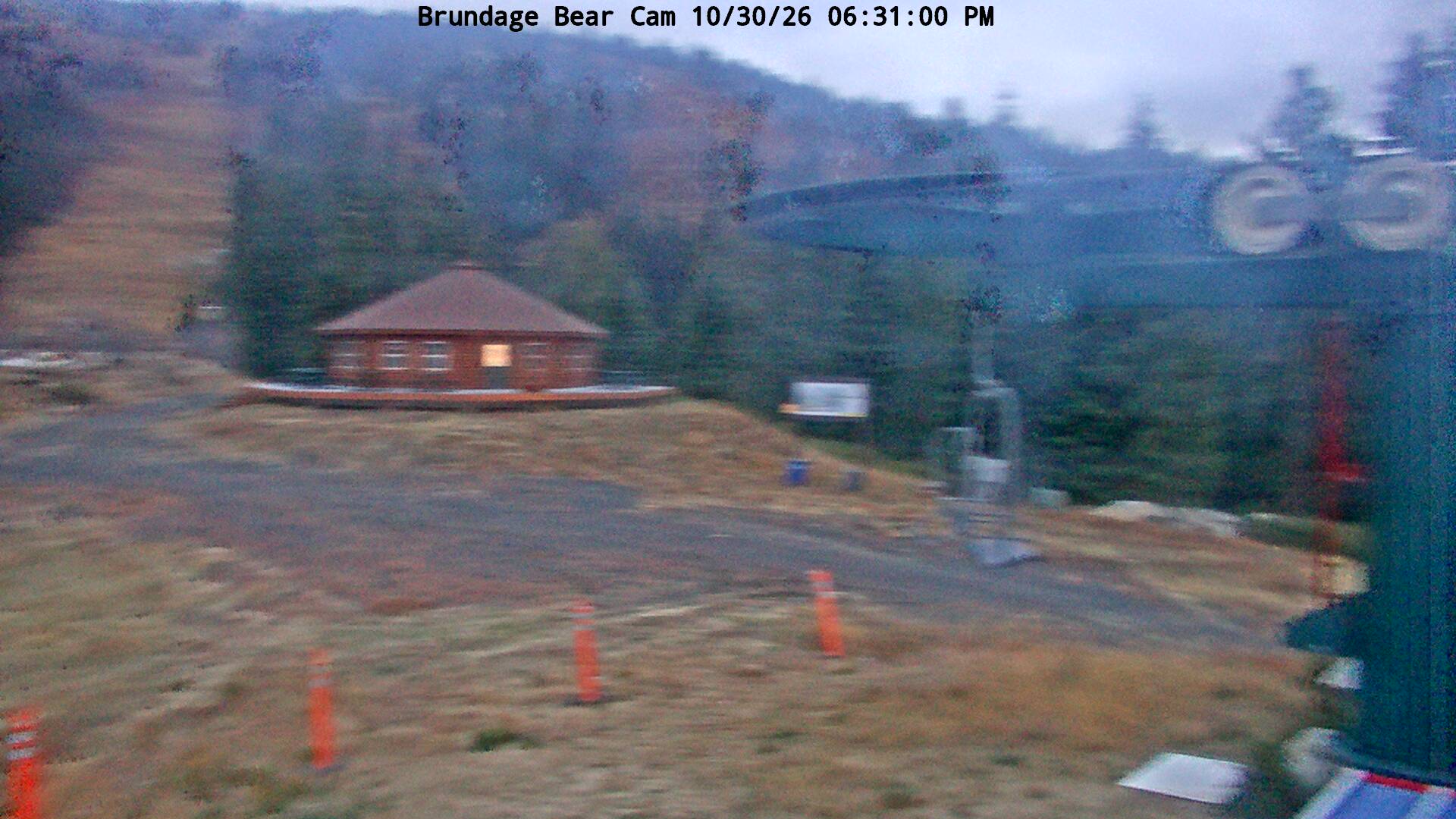 Bear Cam